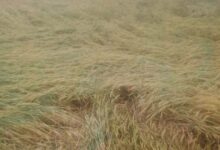 प्रदेश के 42 जिलों में तबाही, ओलावृष्टि-बारिश से फसलें बर्बाद, 14 जिलों में आज भी खतरा