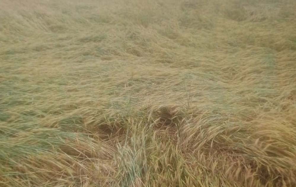 प्रदेश के 42 जिलों में तबाही, ओलावृष्टि-बारिश से फसलें बर्बाद, 14 जिलों में आज भी खतरा