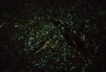 जरही में कुदरत का कहर, आंधी तूफान वा बारिश के साथ गिरे ओले