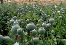 रायगढ़ में फिर मिली अफीम की फसल, दो किसान गिरफ्तार, इस महीने अवैध खेती का 5वां मामला