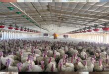 पोल्ट्री फार्म में 5000 से अधिक मुर्गियों की संदिग्ध मौत, बर्ड फ्लू की आशंका, पशु चिकित्सा विभाग में हड़कंप