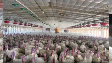 पोल्ट्री फार्म में 5000 से अधिक मुर्गियों की संदिग्ध मौत, बर्ड फ्लू की आशंका, पशु चिकित्सा विभाग में हड़कंप