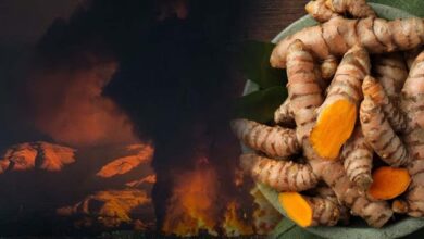 ईरान जंग का असर: हल्दी के दाम ₹3,500 प्रति क्विंटल घटे, किसानों में चिंता