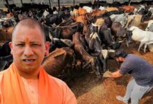 जर्मन टेक्नोलॉजी से लैस होंगी प्रदेश की गोशालाएं