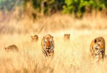 खिवनी अभयारण्य में दुर्लभ दृश्य: सड़क पर दिखा बाघ परिवार, 20 मिनट तक थमी रही टूरिस्ट की सांसें