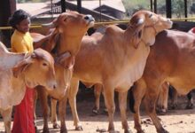 गोशालाएं बनेंगी अर्थव्यवस्था का ग्रोथ इंजन