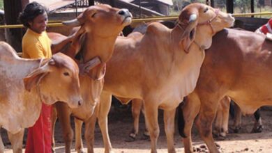 गोशालाएं बनेंगी अर्थव्यवस्था का ग्रोथ इंजन
