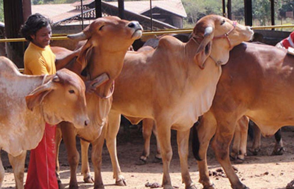 गोशालाएं बनेंगी अर्थव्यवस्था का ग्रोथ इंजन