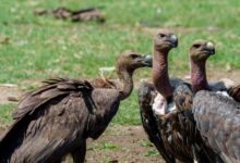 वीरांगना दुर्गावती टाइगर रिजर्व में 951 गिद्ध दर्ज, सात प्रजातियों की हुई पहचान; तीन दिन तक चला सर्वे