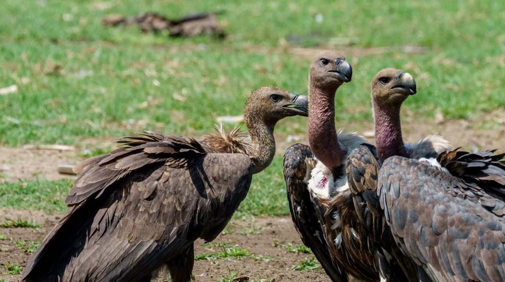 वीरांगना दुर्गावती टाइगर रिजर्व में 951 गिद्ध दर्ज, सात प्रजातियों की हुई पहचान; तीन दिन तक चला सर्वे
