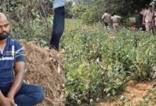 रायगढ़ में अफीम की अवैध खेती का भंडाफोड़, झारखंड का आरोपी पुलिस हिरासत में