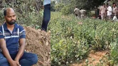 रायगढ़ में अफीम की अवैध खेती का भंडाफोड़, झारखंड का आरोपी पुलिस हिरासत में