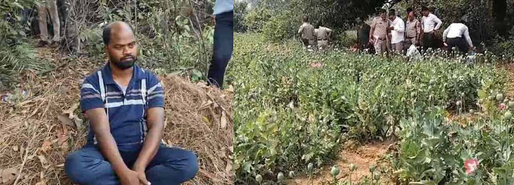 रायगढ़ में अफीम की अवैध खेती का भंडाफोड़, झारखंड का आरोपी पुलिस हिरासत में