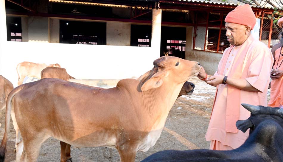 गोसेवा में रमे सीएम योगी, गोवंश को खिलाया गुड़-रोटी गोसेवा में रमे सीएम योगी, गोवंश को खिलाया गुड़-रोटी