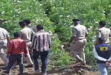 4 साल से 5 एकड़ में अफीम की खेती, दुर्ग फार्महाउस में बाउंसर्स तैनात; भाजपा नेता ने डिजिटल सर्वे में गेहूं-मक्का दिखाया