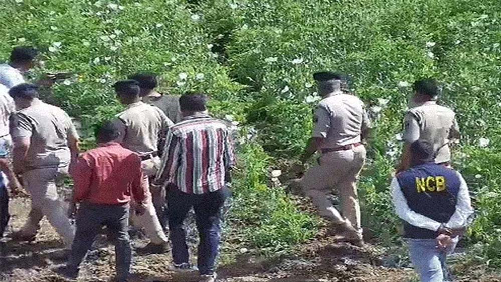 4 साल से 5 एकड़ में अफीम की खेती, दुर्ग फार्महाउस में बाउंसर्स तैनात; भाजपा नेता ने डिजिटल सर्वे में गेहूं-मक्का दिखाया 4 साल से 5 एकड़ में अफीम की खेती, दुर्ग फार्महाउस में बाउंसर्स तैनात; भाजपा नेता ने डिजिटल सर्वे में गेहूं-मक्का दिखाया