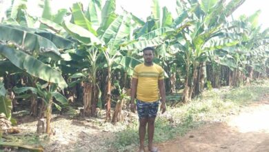 केला उत्पादन से बढ़ी आमदनी, उद्यानिकी खेती से मिला नया सहारा