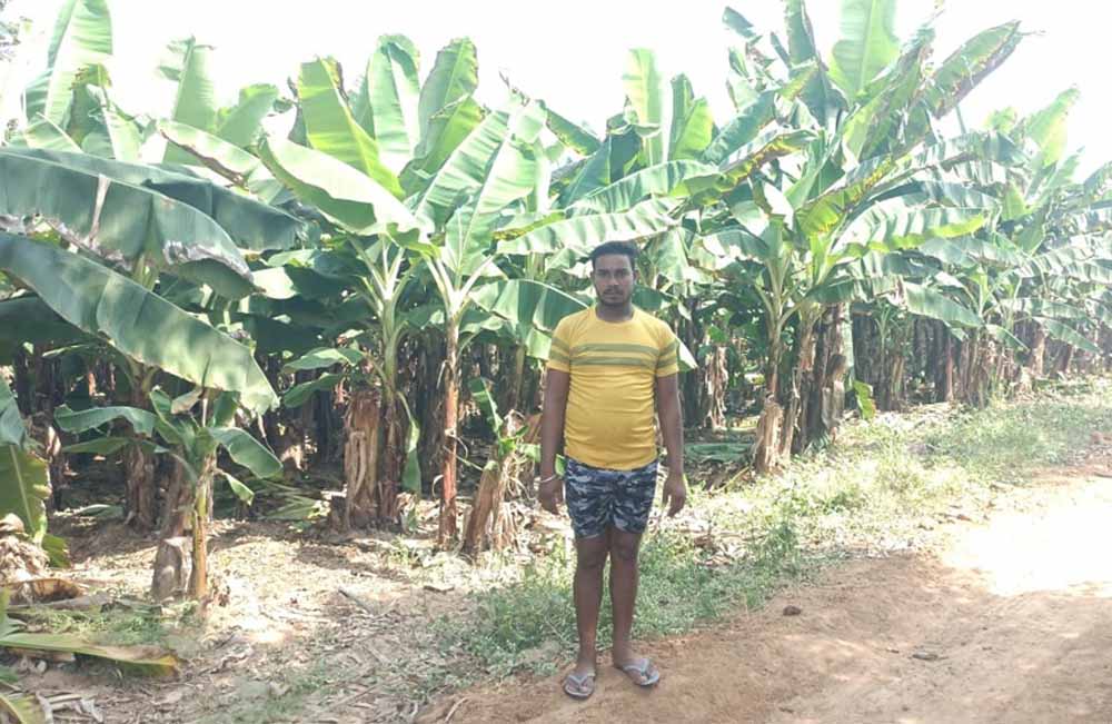 केला उत्पादन से बढ़ी आमदनी, उद्यानिकी खेती से मिला नया सहारा केला उत्पादन से बढ़ी आमदनी, उद्यानिकी खेती से मिला नया सहारा