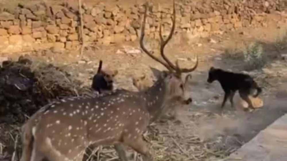 छतरपुर में बच्चों की बहादुरी, आवारा कुत्तों के जबड़े से हिरण को बचाकर जंगल में छोड़ा