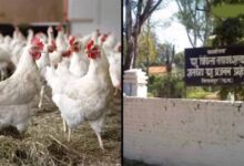 बिलासपुर में बर्ड फ्लू का कहर: 4400 मुर्गियों की मौत, 10 किमी दायरे में अलर्ट जारी