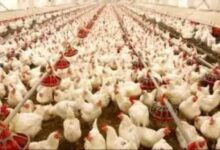 10,000 चूजों वाला एसी मुर्गी फार्म बना मिसाल, मां लक्ष्मी महिला समूह कमा रहा हर माह ₹80 हजार