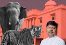 छत्तीसगढ़ विधानसभा में वन मंत्री ने किया खुलासा, तीन साल में 9 बाघ और 38 हाथियों की मौत