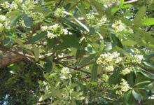 छत्तीसगढ़ विधानसभा में फिर उठा छातिम वृक्ष विवाद, मंत्री ओपी चौधरी ने रोक से किया इनकार