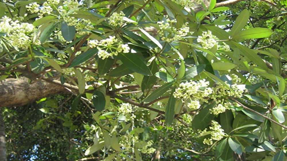 छत्तीसगढ़ विधानसभा में फिर उठा छातिम वृक्ष विवाद, मंत्री ओपी चौधरी ने रोक से किया इनकार