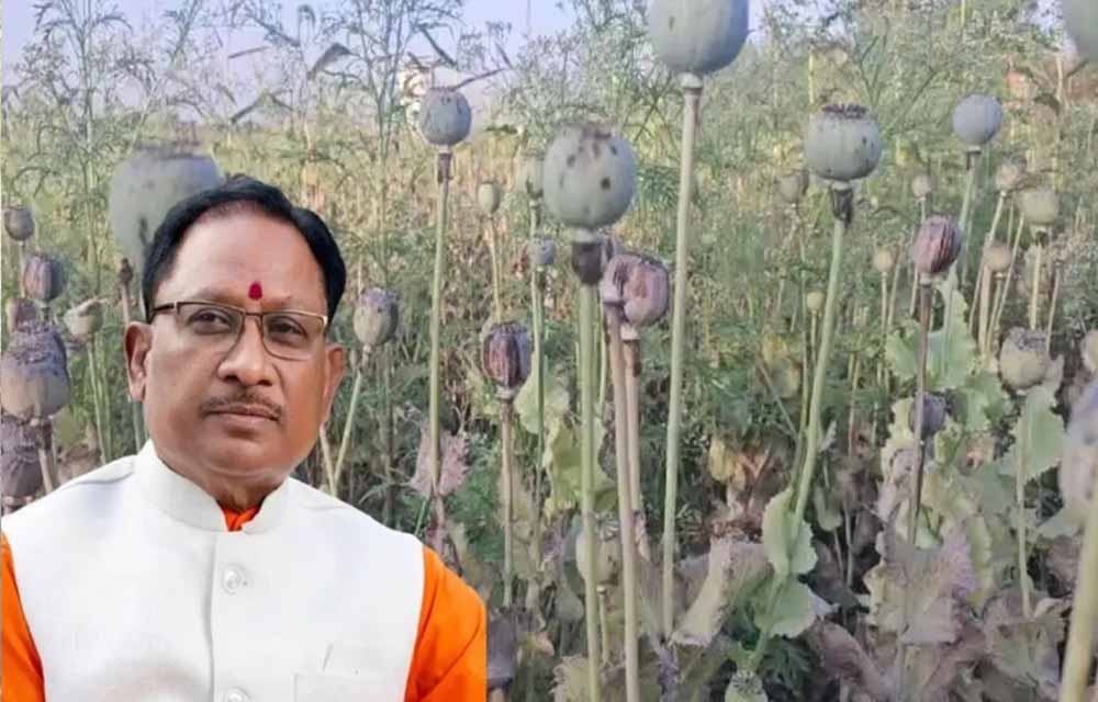 अफीम खेती पर CM साय का सख्त ऐक्शन प्लान, बोले- नक्सलियों और रसूखदारों को नहीं मिलेगी राहत अफीम खेती पर CM साय का सख्त ऐक्शन प्लान, बोले- नक्सलियों और रसूखदारों को नहीं मिलेगी राहत