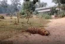 वन्यजीव हत्या का सनसनीखेज मामला: डिप्टी रेंजर पर शिकारियों से मिलीभगत का आरोप, बाघ-तेंदुए की खाल के साथ गिरफ्तार