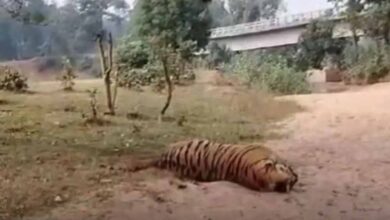 वन्यजीव हत्या का सनसनीखेज मामला: डिप्टी रेंजर पर शिकारियों से मिलीभगत का आरोप, बाघ-तेंदुए की खाल के साथ गिरफ्तार