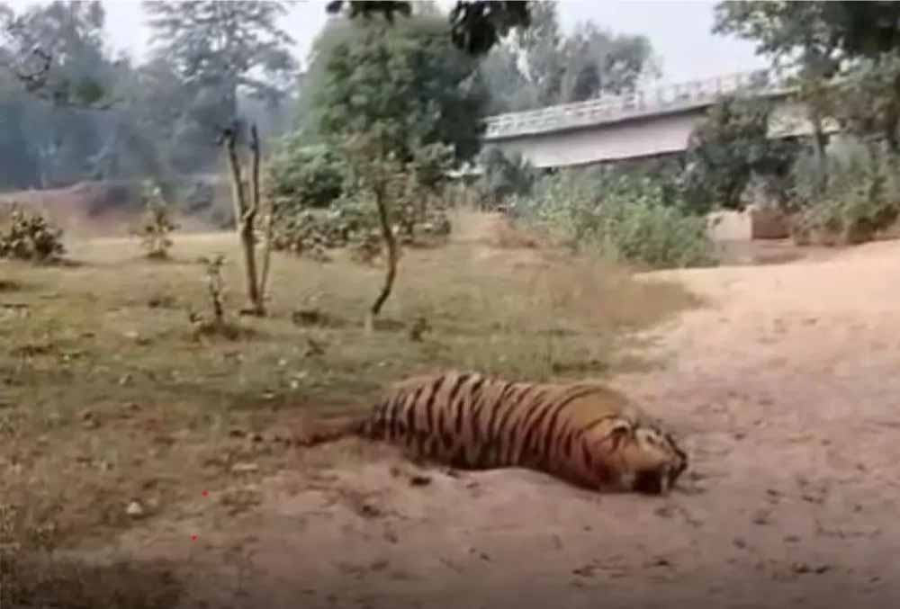 वन्यजीव हत्या का सनसनीखेज मामला: डिप्टी रेंजर पर शिकारियों से मिलीभगत का आरोप, बाघ-तेंदुए की खाल के साथ गिरफ्तार