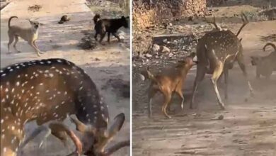 अंबिकापुर में दर्दनाक घटना: आवारा कुत्तों के हमले में 15 हिरणों की मौत, 4 कर्मचारी सस्पेंड