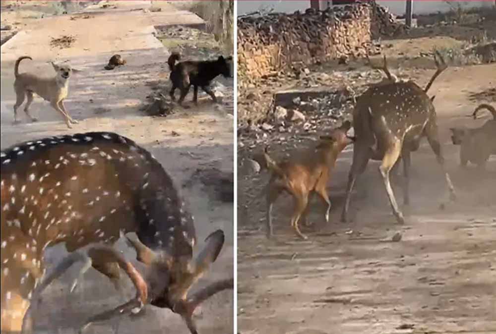 अंबिकापुर में दर्दनाक घटना: आवारा कुत्तों के हमले में 15 हिरणों की मौत, 4 कर्मचारी सस्पेंड
