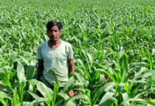 धान के बजाय मक्का से बढ़ा मुनाफा : किसान मालती मोहन बने उन्नत खेती की मिसाल किसान मालती मोहन