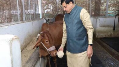 मुख्यमंत्री डॉ. यादव ने गौ सेवा कर की अपने जन्मदिन की शुरूआत