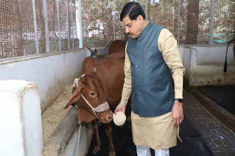 मुख्यमंत्री डॉ. यादव ने गौ सेवा कर की अपने जन्मदिन की शुरूआत