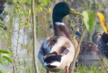 गिधवा टैंक में प्रवासी मल्लार्ड का आगमन, बढ़ी क्षेत्र की पहचान