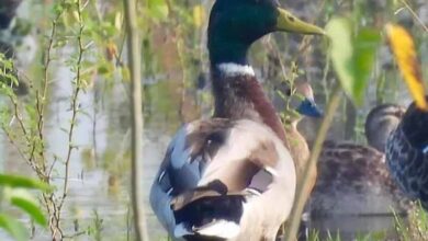 गिधवा टैंक में प्रवासी मल्लार्ड का आगमन, बढ़ी क्षेत्र की पहचान