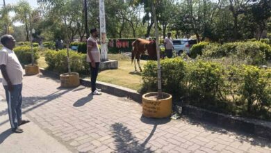 पार्क में ‘घोड़े की मौज’: तीन दिन से घास चर रहा था, नगर पालिका ने किया ‘गिरफ्तार’