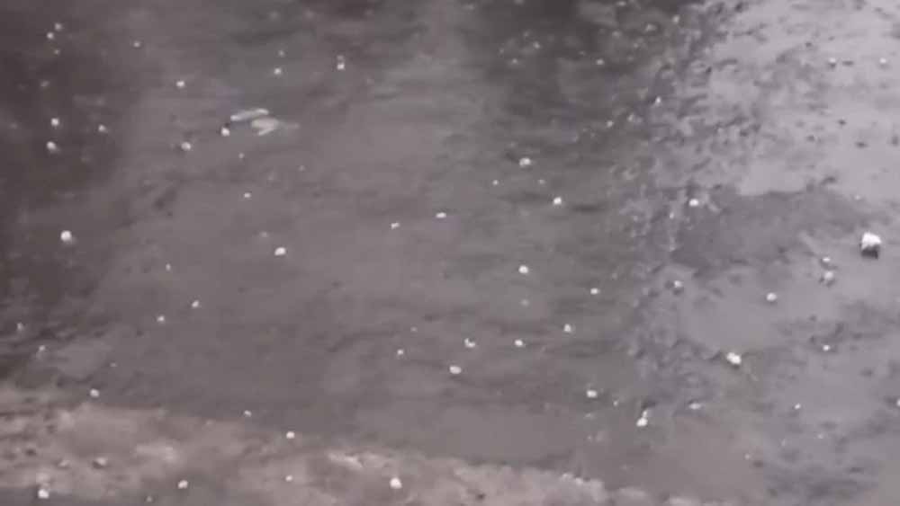 बदनावर में कुदरत का कहर: मक्का के दानों जैसे गिरे ओले, आधे घंटे में हजारों बीघा फसल बर्बाद