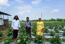 ग्राफ्टेड बैगन से 16 लाख रूपए की आमदनी