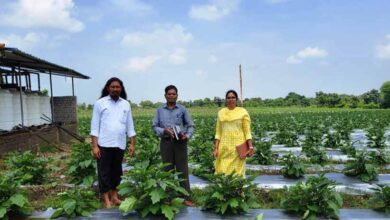 ग्राफ्टेड बैगन से 16 लाख रूपए की आमदनी ग्राफ्टेड बैगन से 16 लाख रूपए की आमदनी