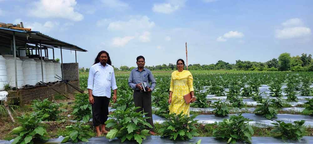 ग्राफ्टेड बैगन से 16 लाख रूपए की आमदनी ग्राफ्टेड बैगन से 16 लाख रूपए की आमदनी
