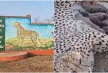 कूनो नेशनल पार्क में ज्वाला चीता ने दिया पांच शावकों को जन्म, चीतों की संख्या पहुंची 50 के पार