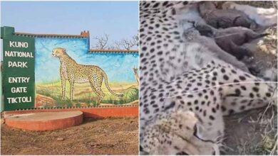 कूनो नेशनल पार्क में ज्वाला चीता ने दिया पांच शावकों को जन्म, चीतों की संख्या पहुंची 50 के पार