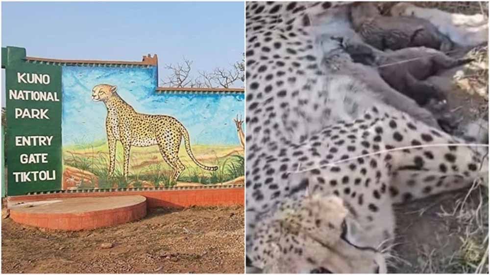 कूनो नेशनल पार्क में ज्वाला चीता ने दिया पांच शावकों को जन्म, चीतों की संख्या पहुंची 50 के पार