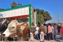 बीफ कांड में 56 दिन बाद कोर्ट में चालान पेश, कंटेनर में गौमांस की SIT ने की पुष्टि