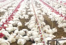 10,000 चूजों की क्षमता वाले एयर कंडीशनर मुर्गी फार्म का संचालन कर रही है माँ लक्ष्मी महिला समूह