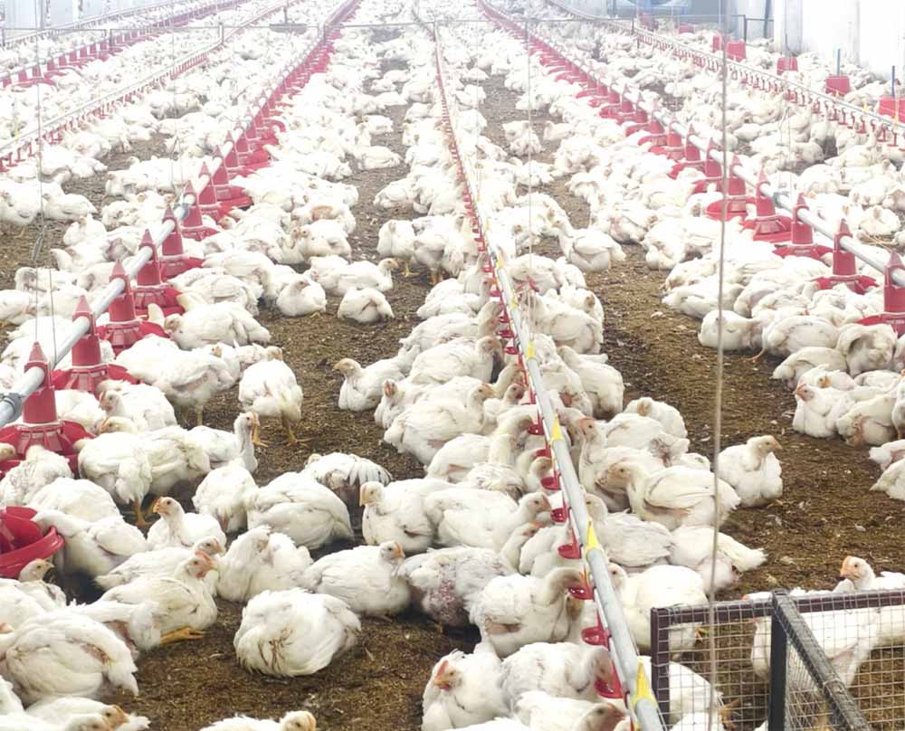 10,000 चूजों की क्षमता वाले एयर कंडीशनर मुर्गी फार्म का संचालन कर रही है माँ लक्ष्मी महिला समूह